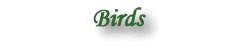 Birds Gallery